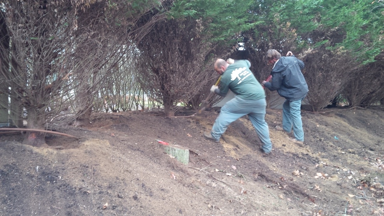 Root Collar Excavation Fox Tree Service