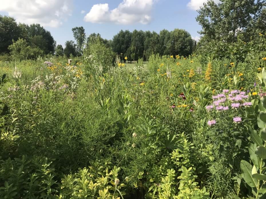 Get on the Map! Wild Ones of the Fox Valley Area