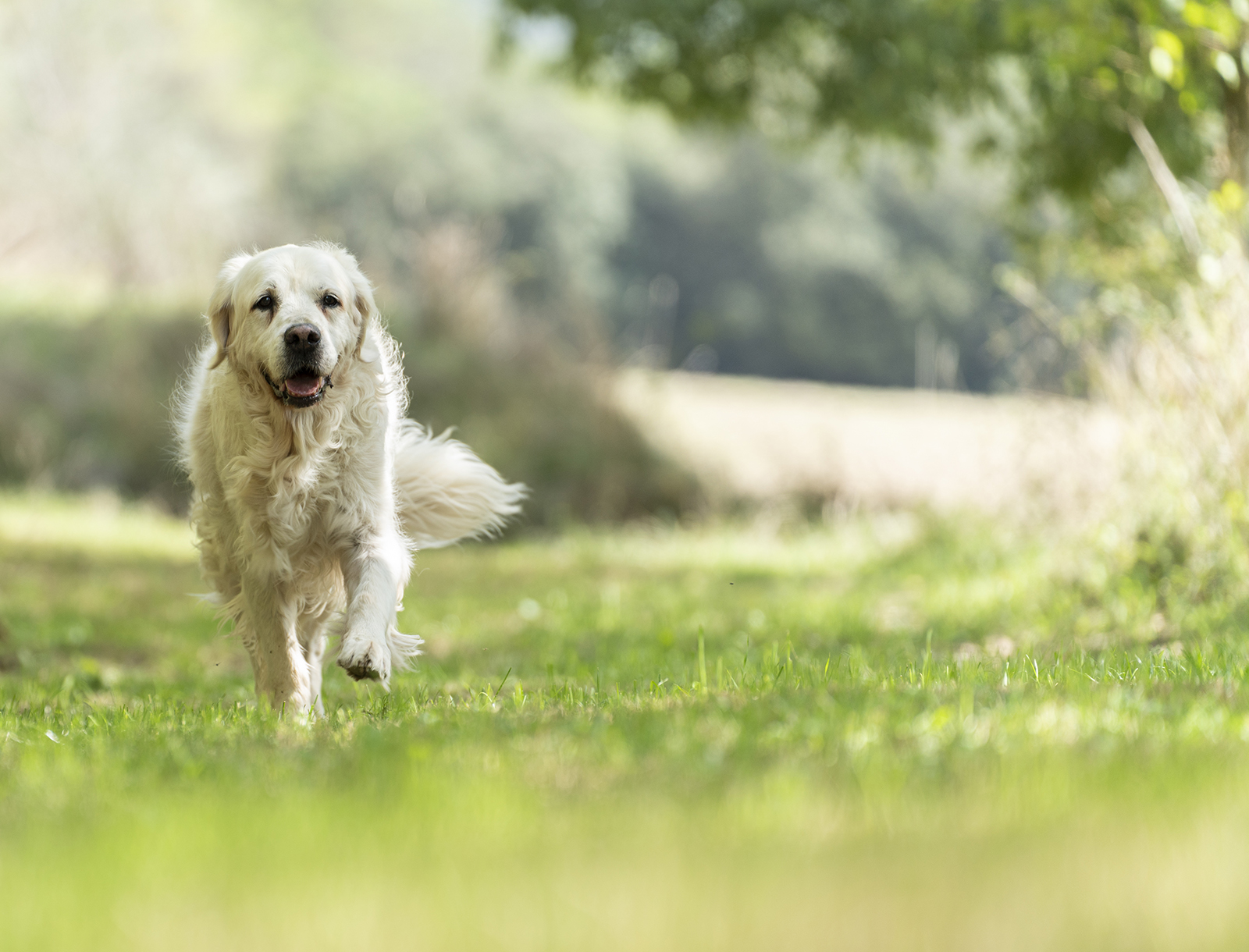 Senior Pet Care Elyria, Oberlin Fox Veterinary Hospital