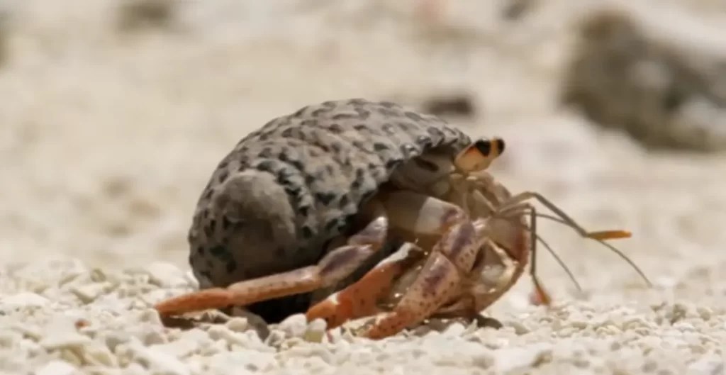 1100+ Hermit Crab Names for Your Little Friend FoxyNamer