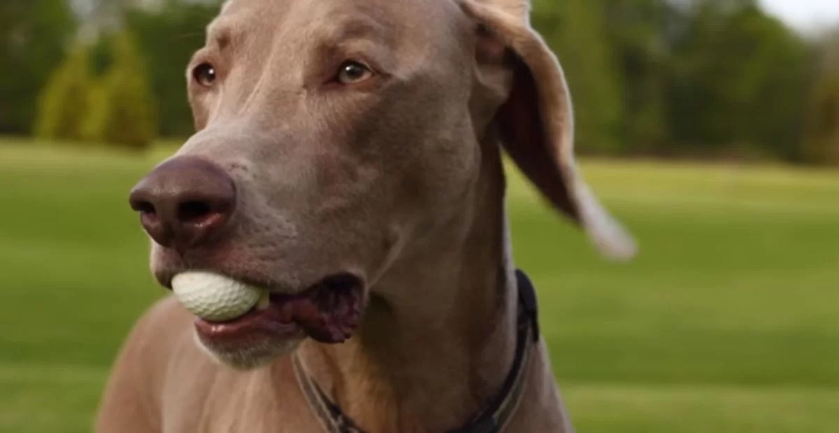 190+ Cool & Creative Golf Dog Names AI Ideas FoxyNamer