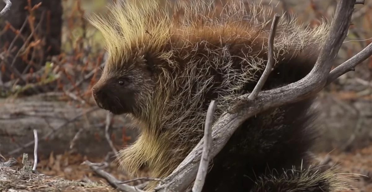 250+ Cute Funny & Unique Porcupine Names Idea FoxyNamer