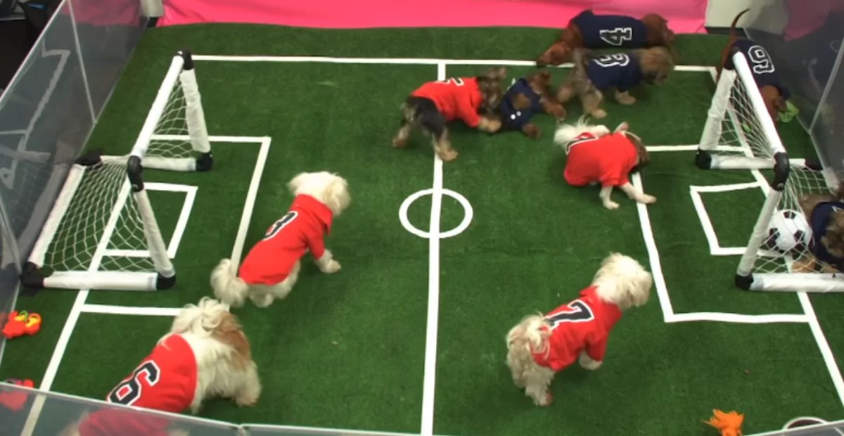 490+ Best Cool Cute & Funny Soccer Dog Names FoxyNamer