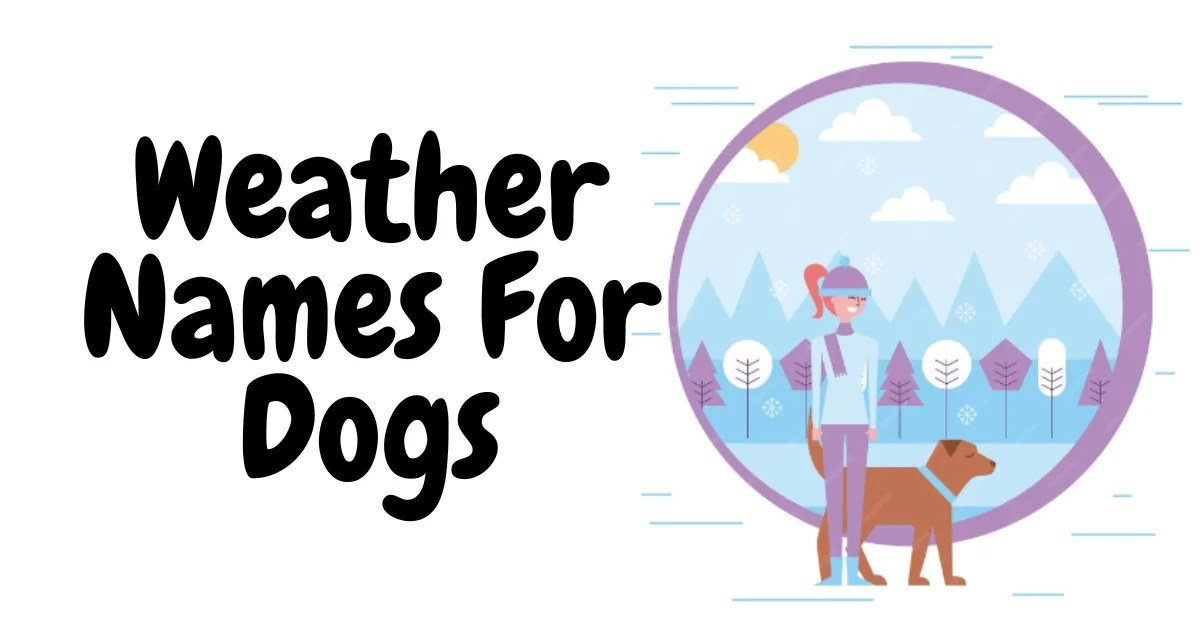 470+ Weather Names For Dogs Cool Unique Creative & Cute