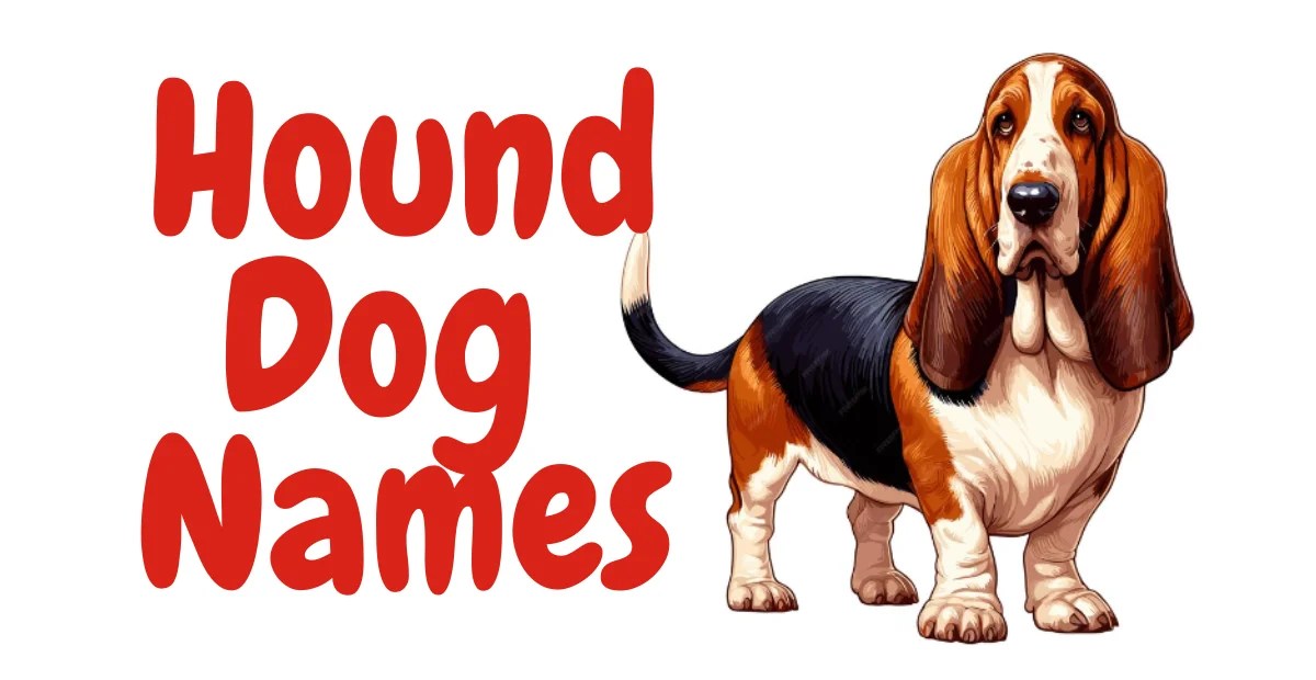 530+ Hound Dog Names Cool Stylish Creative Unique & Funny