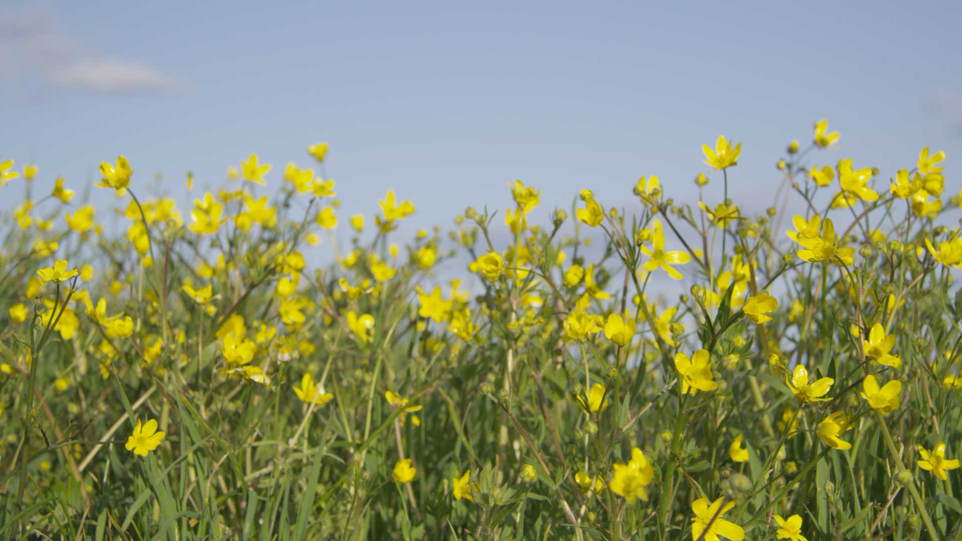 Field of Yellow Flowers FILMPAC