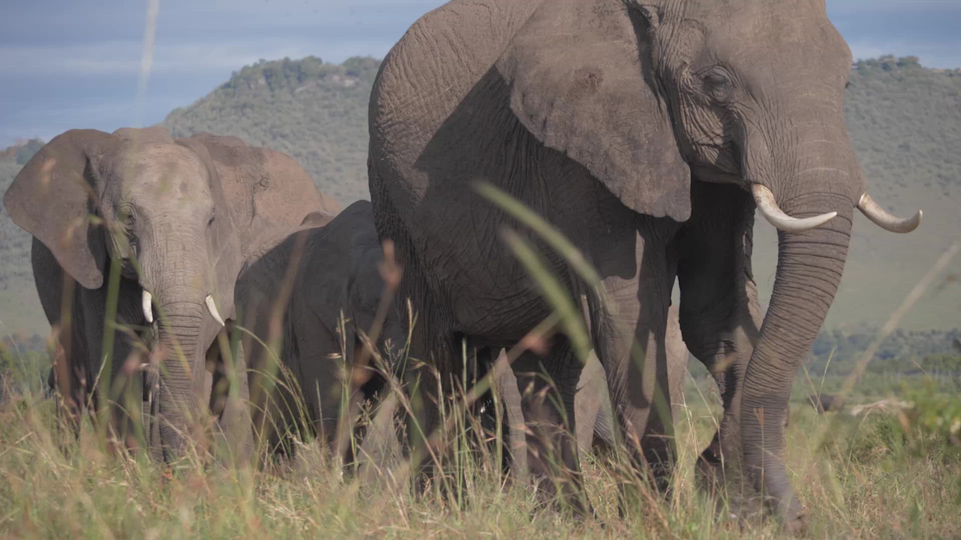 Elephants Travel Together on African Plain FILMPAC