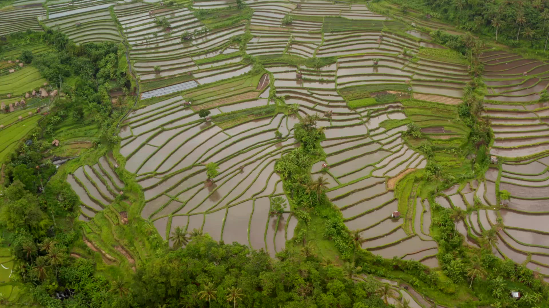 Aerials of Rice Paddies FILMPAC
