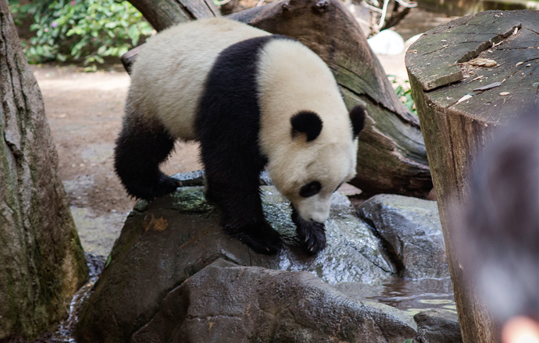 Panda Trek at the San Diego Zoo designed by FPBA