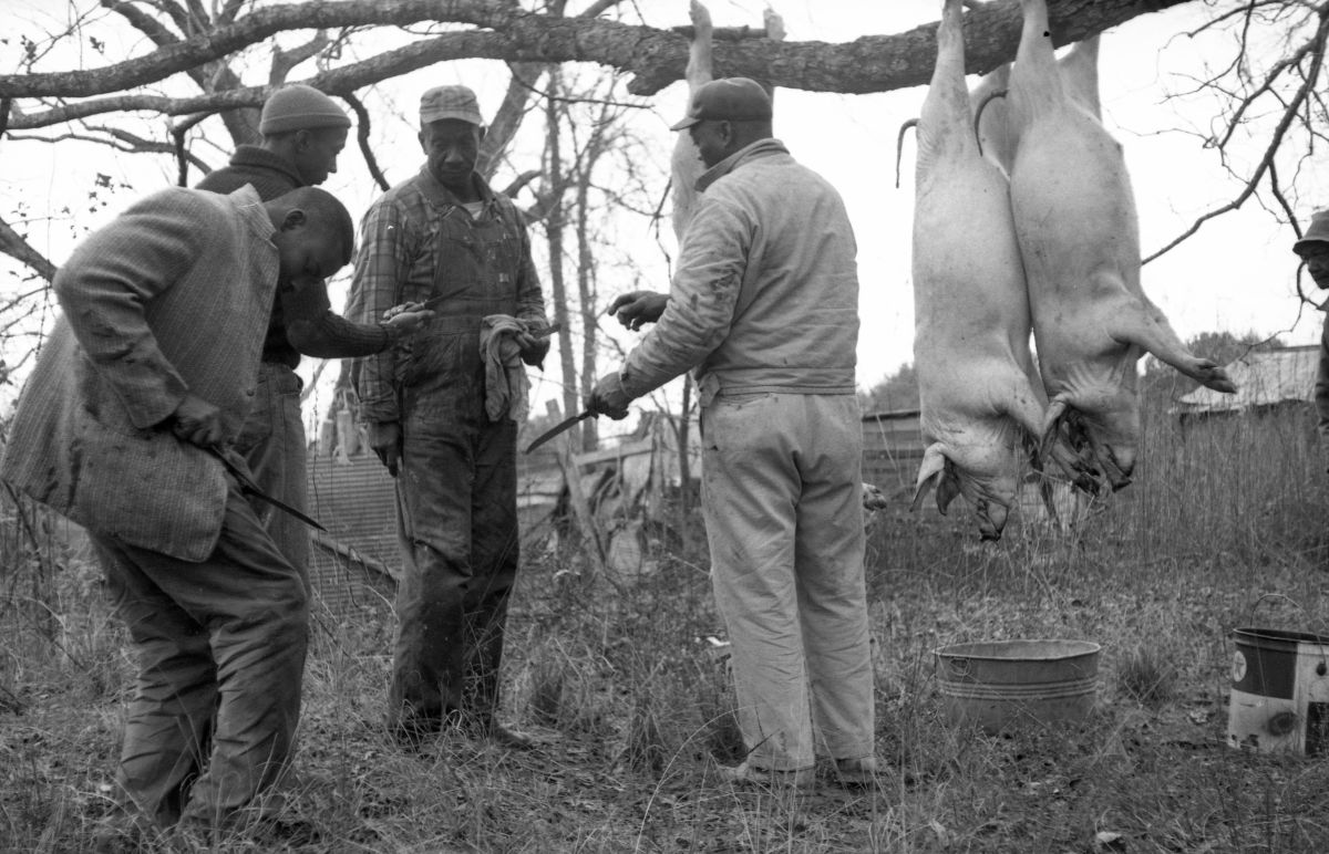 Florida Memory Farmers butchering hogs in north central Florida.