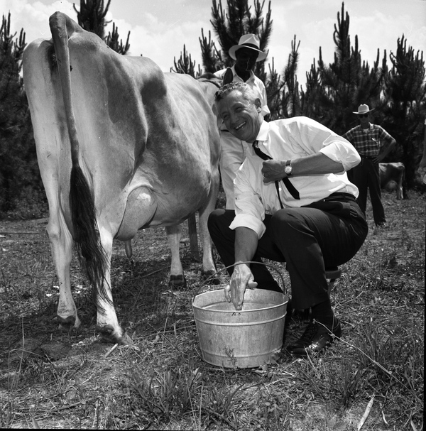Florida Memory Governor Collins milking a cow during a contest in