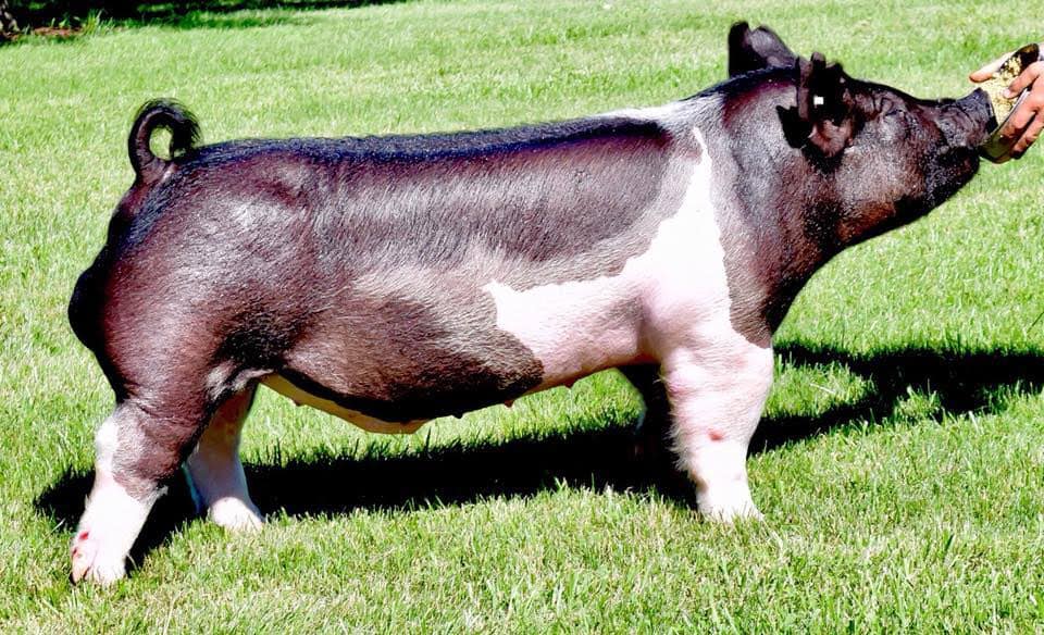Our Flying Pig Farm