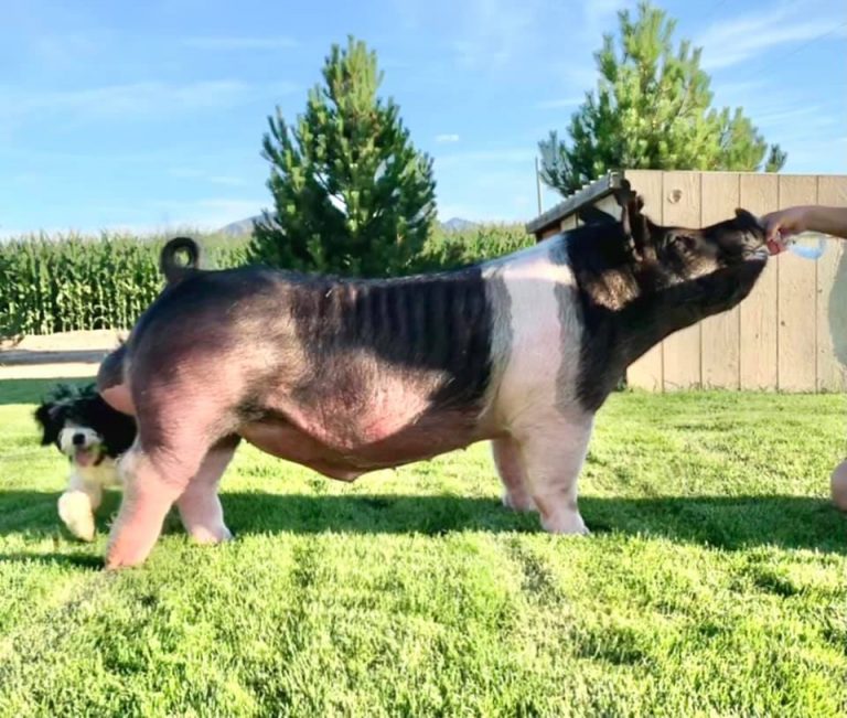 Our Flying Pig Farm