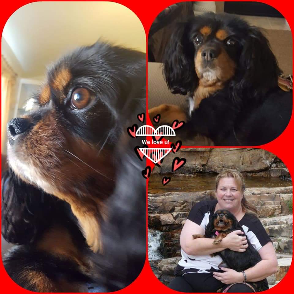 Pet Memorial Family Pet Hospital