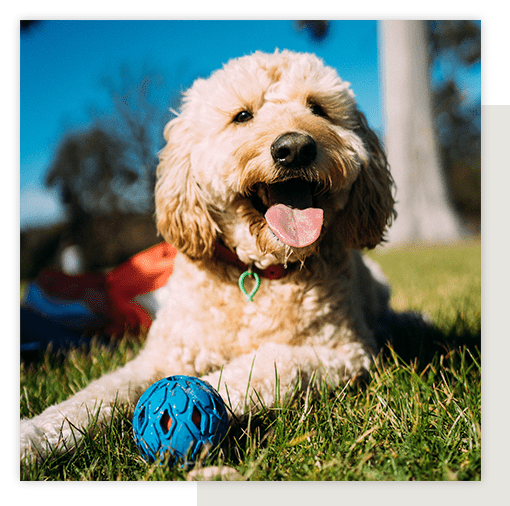 Vet Clinic in Mapleton, UT & Springville, UT Family Pet Hospital