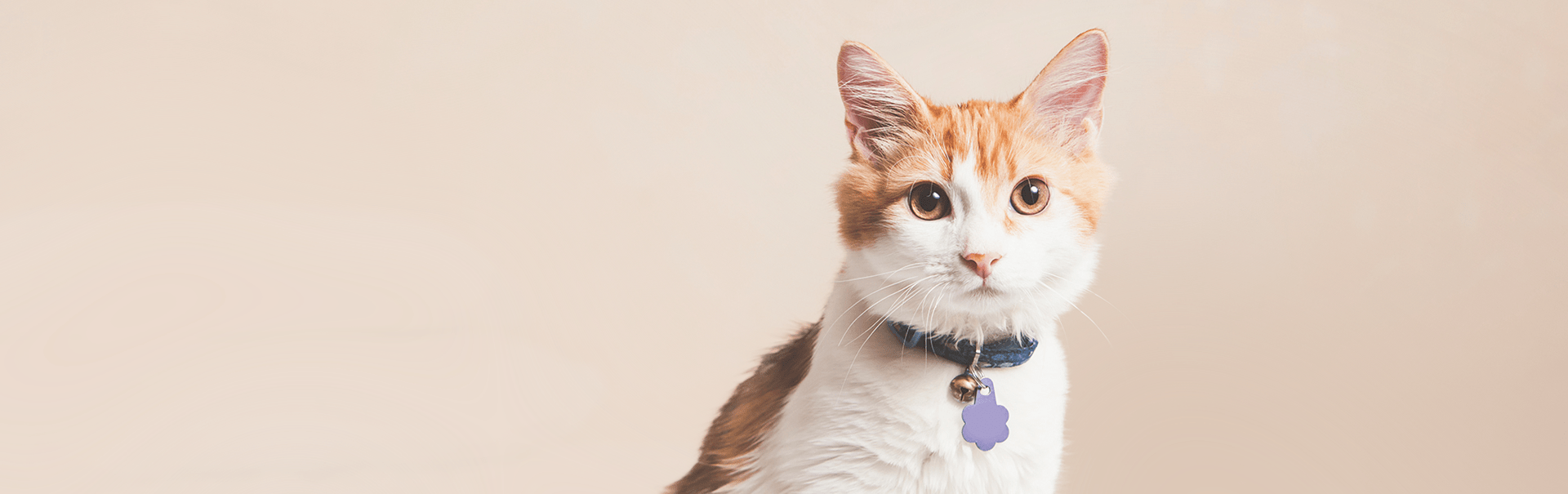 Hospital Tour Family Pet Hospital