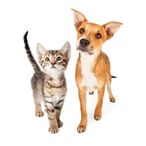 Vet Clinic in Mapleton, UT & Springville, UT Family Pet Hospital