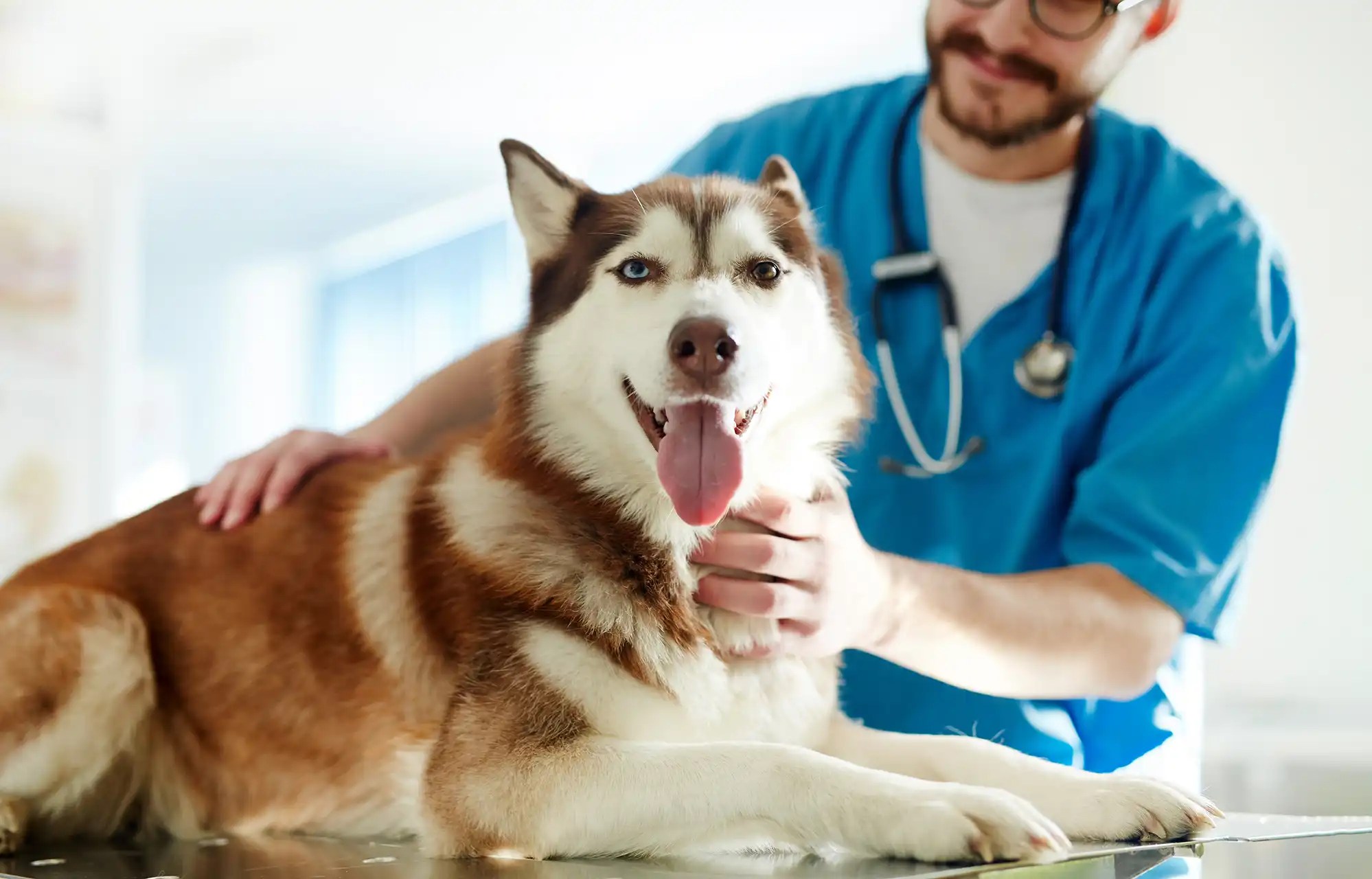 Laser Therapy Family Pet Hospital