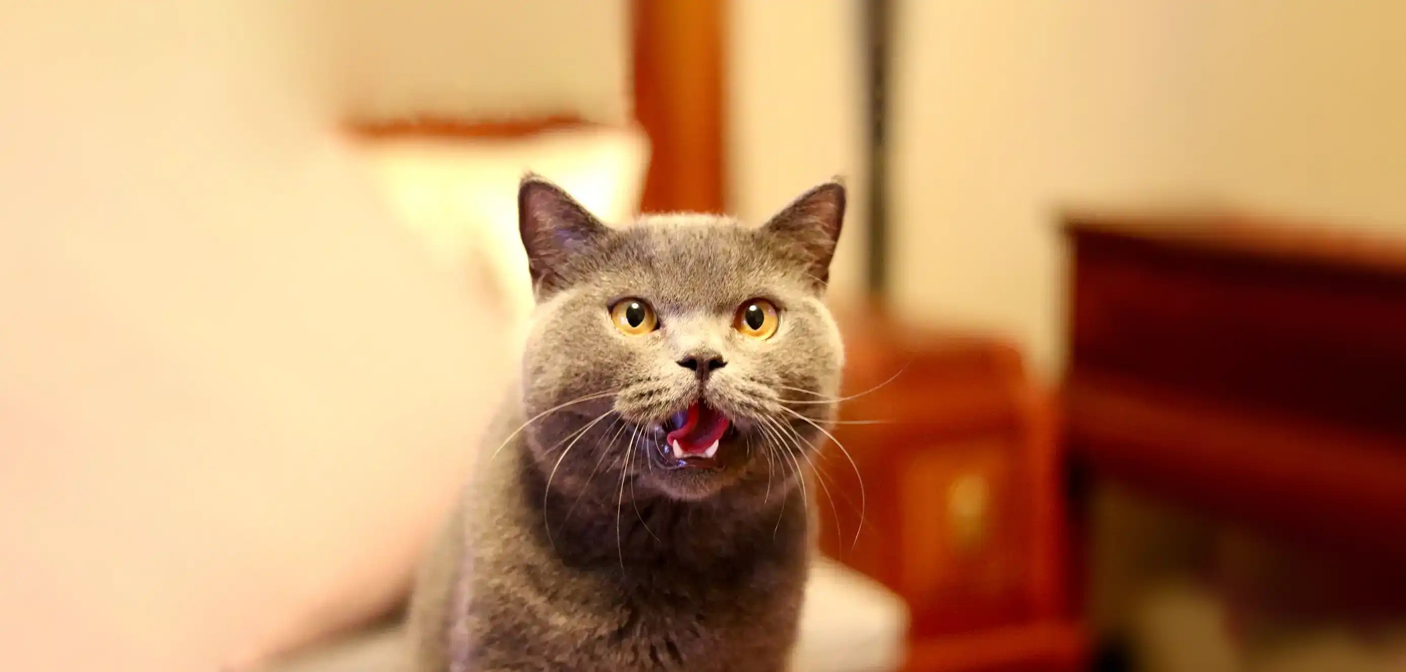 Pet Dentistry Family Pet Hospital