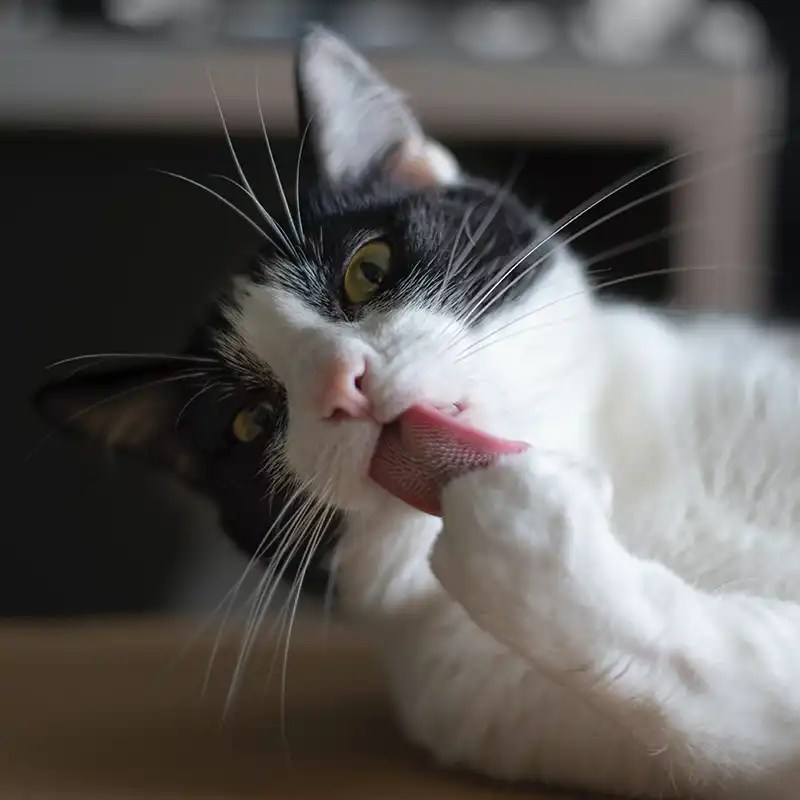 Photo Gallery Family Pet Hospital