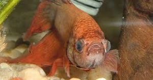 Pop eye pada Ikan Cupang - Fakultas Perikanan dan Kelautan, faculty of  fisheries and marine unair