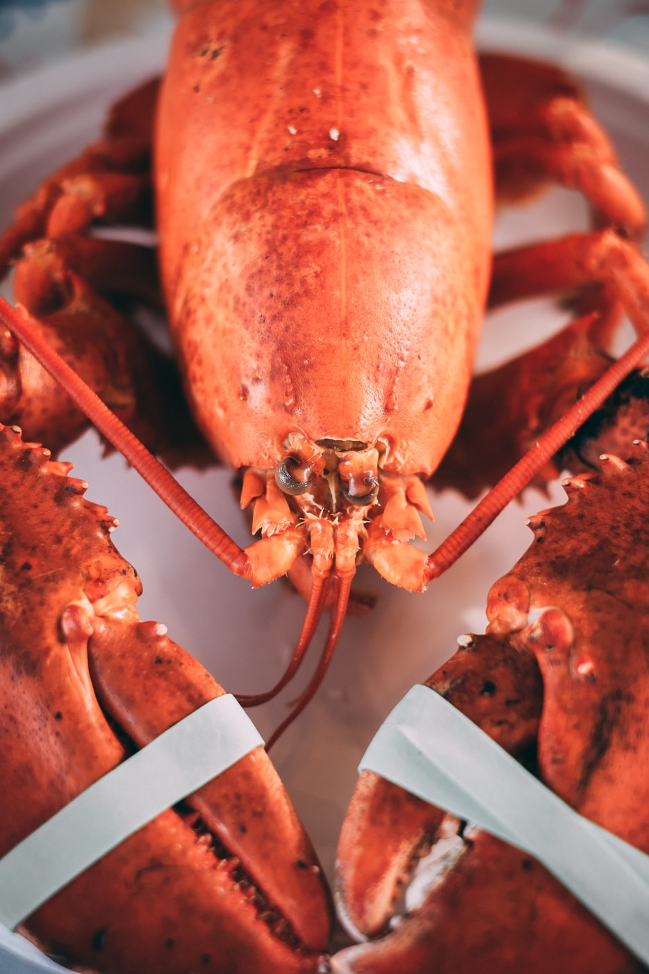 The History of Lobsters in Maine Coastal Maine Icons