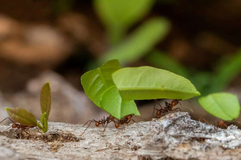 Le chemin de vie 4 en numérologie FPMD CORP