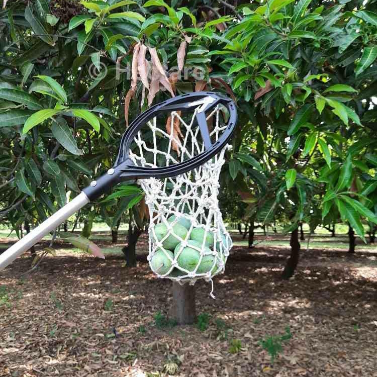 Mango Fruit Picker FPOhub