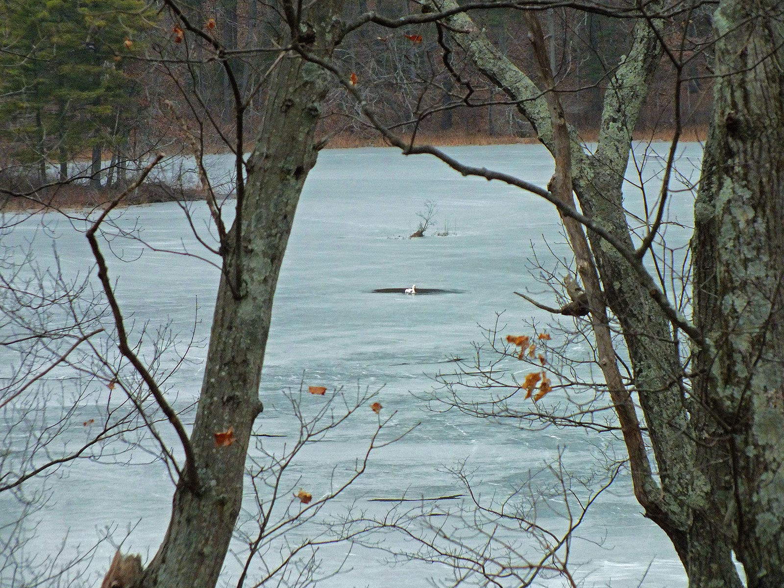 A closing circle « Farrar Pond