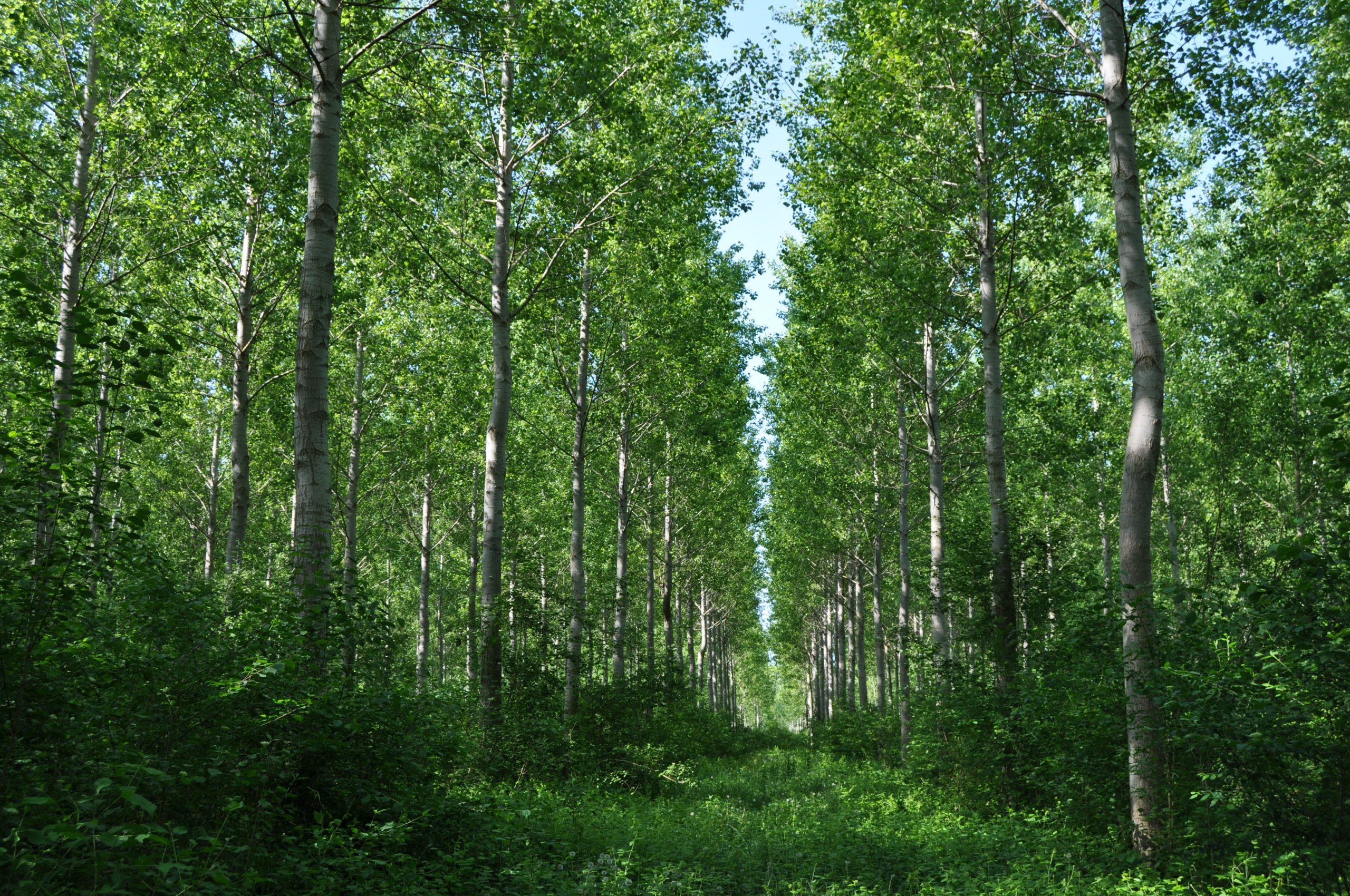 Every Tree Counts Past, present and future of forests in the UNECE
