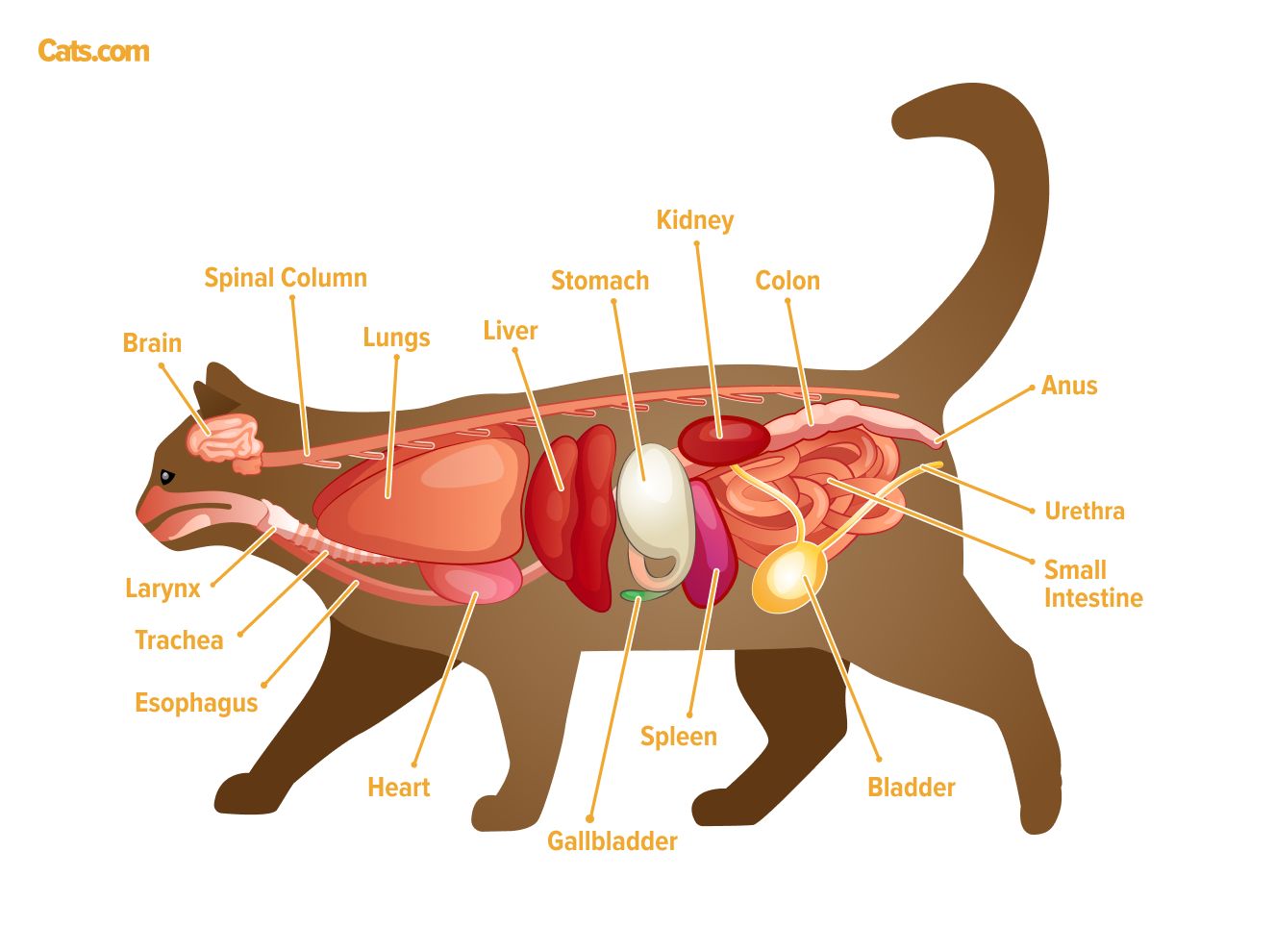 Guide d'anatomie du chat - Cats.com