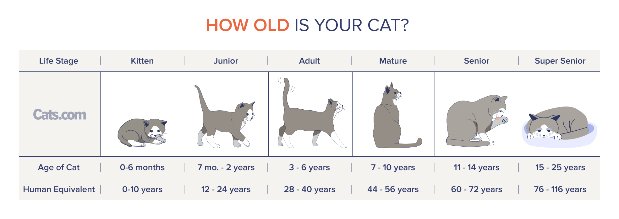 Calculateur d'âge de chat