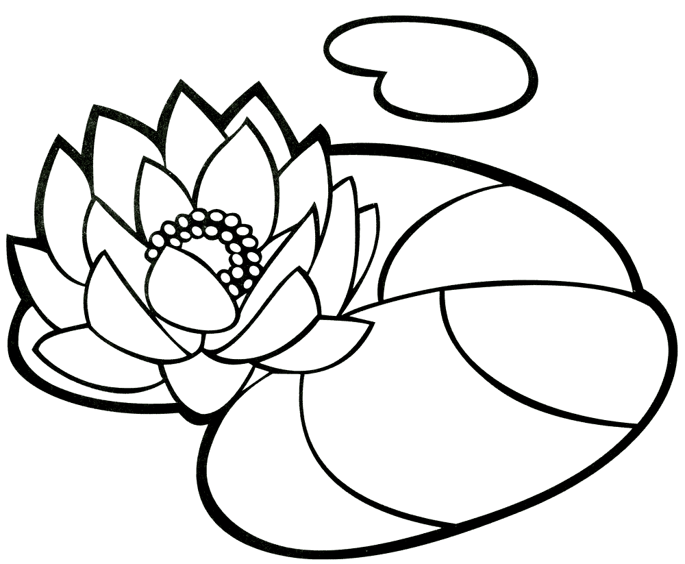 Coloriage Nénuphar