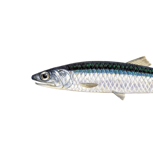 Anchois Le guide Poisson du WWF