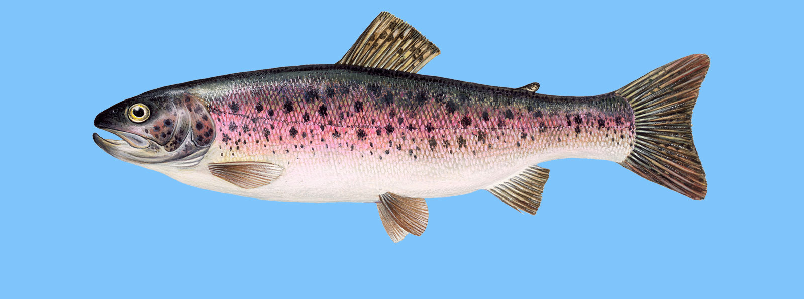 Truite arcenciel Le guide Poisson du WWF