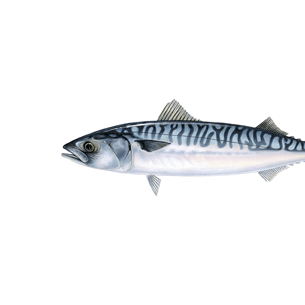 Maquereau Le guide Poisson du WWF