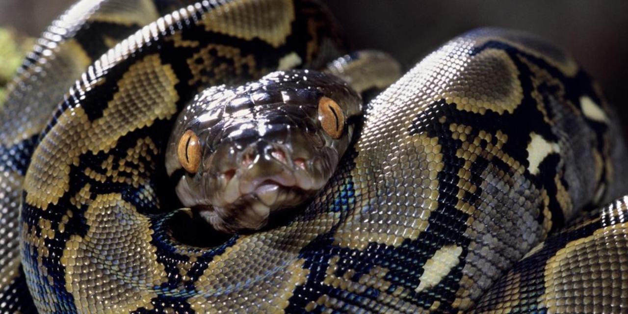 Top 12 des trucs incroyables avalés par des serpents Page 7 homenal