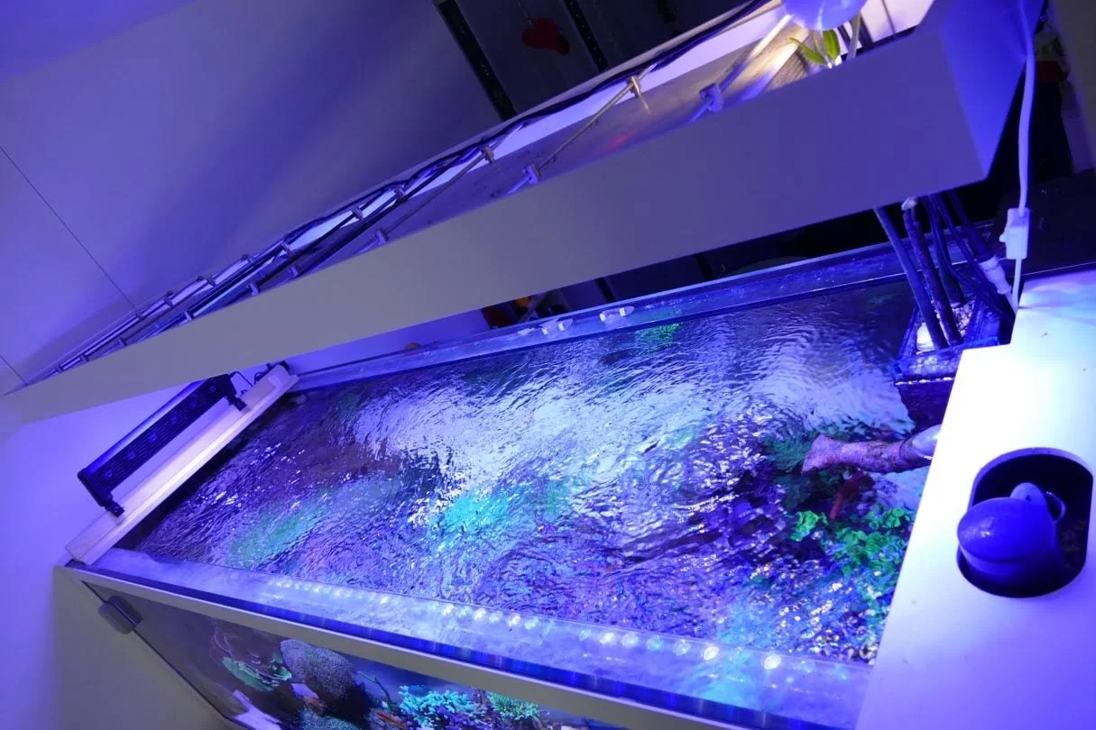 840 Liter Reef Aquarium De Suisse • Éclairage LED pour