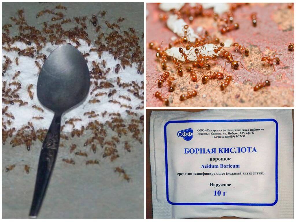 Comment se débarrasser des fourmis rouges dans un appartement ou une maison