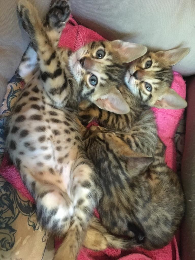 [Téléchargement Gratuit! √] chat bengal a vendre pas cher