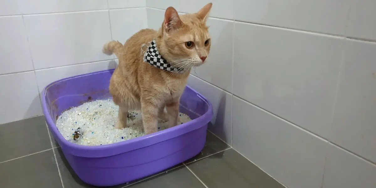 Diarrhée Chez Les Chats Causes, Symptômes Et Traitement Pet Yolo