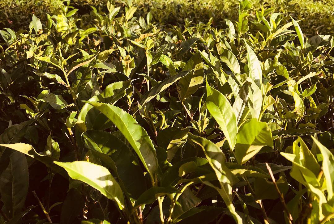 Bois Chéri l'île Maurice Prestige Holidays Mauritius