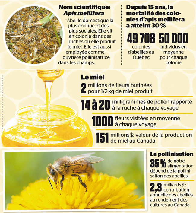 Enregistrement des propriétaires d’abeilles Gouvernement du.