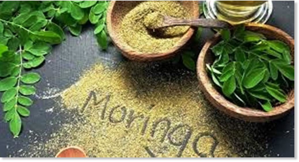 Qu'estce que le moringa, cette plante médicinale
