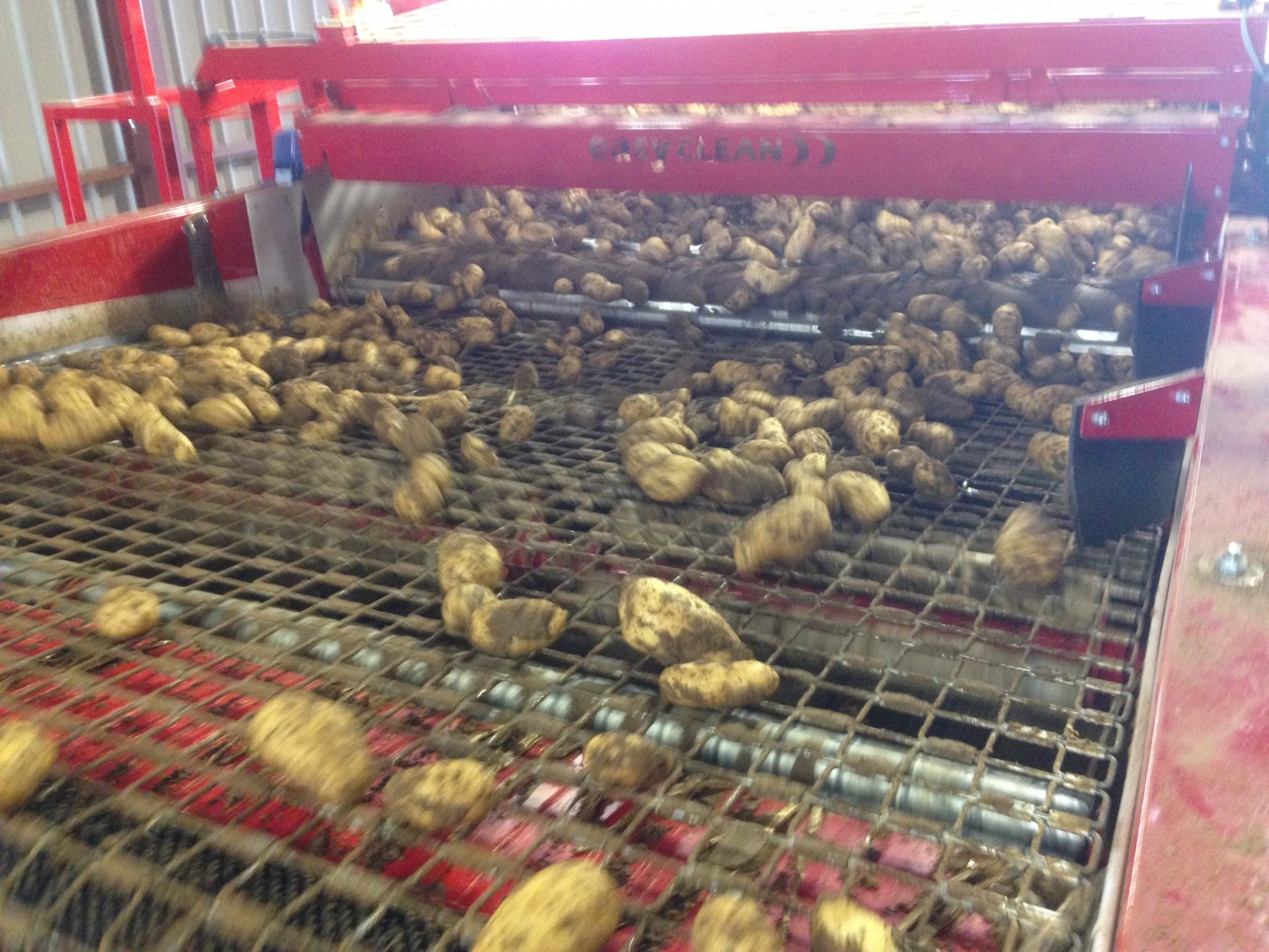 High Quality Potato Processing for Bayard Distribution FR Tong