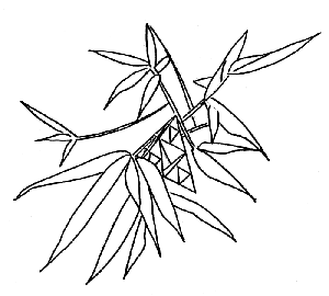 Bamboo Coloring Pages