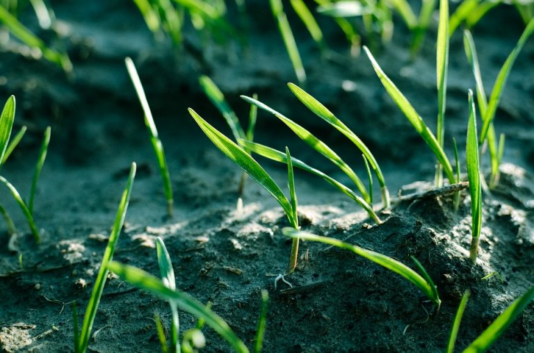 When is the best time to plant grass seed in Minnesota? Frador