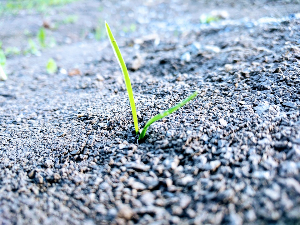 When is the best time to plant grass seed in Minnesota? Frador
