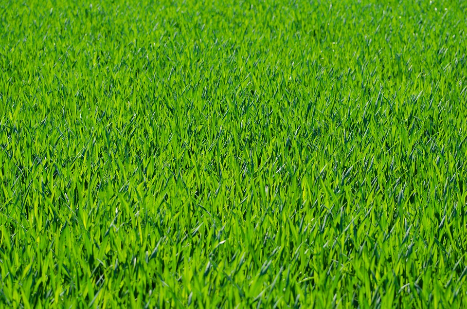 When is the best time to plant grass seed in Minnesota? Frador