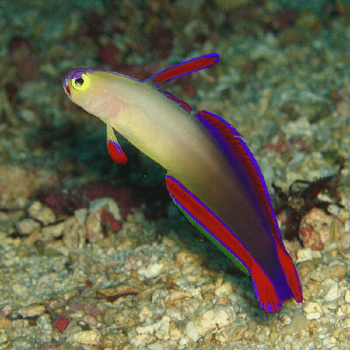 Purple Firefish (Nemateleotris Decoral) FragaRock